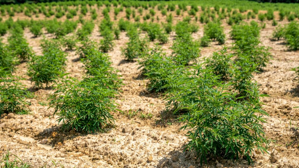 pexels-nc-farm-bureau-mark-8658553
